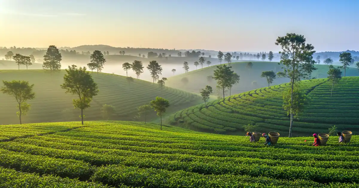 Film fixer in Sylhet Bangladesh — tea gardens, haor wetlands and swamp forest for international productions