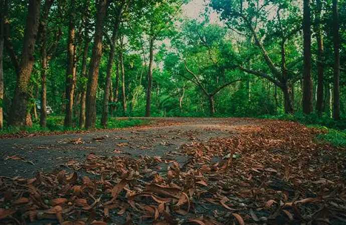 Sal forest at Bhawal National Park, Gazipur