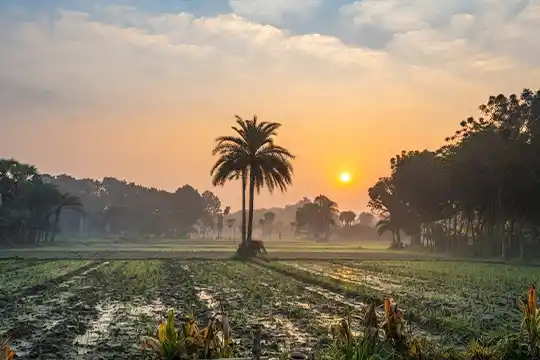 Video production in Jessore flower fields