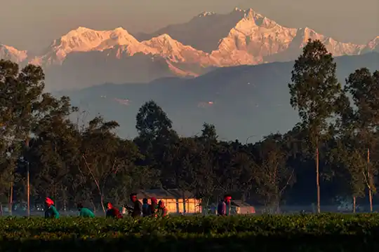 Video production in Panchagarh flatland tea gardens