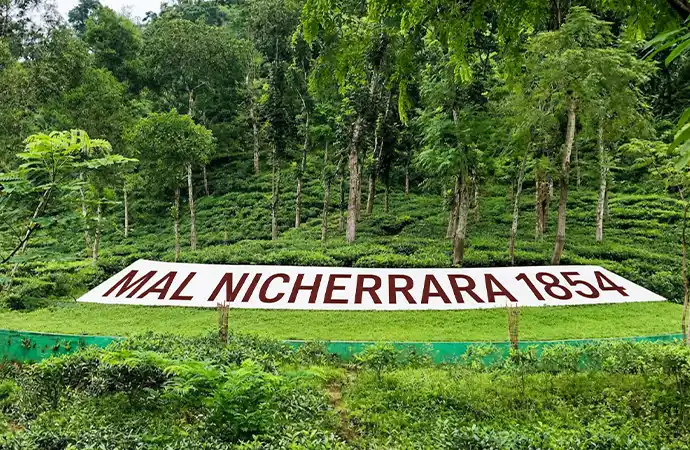 Malnichhara Tea Estate slopes in Sylhet