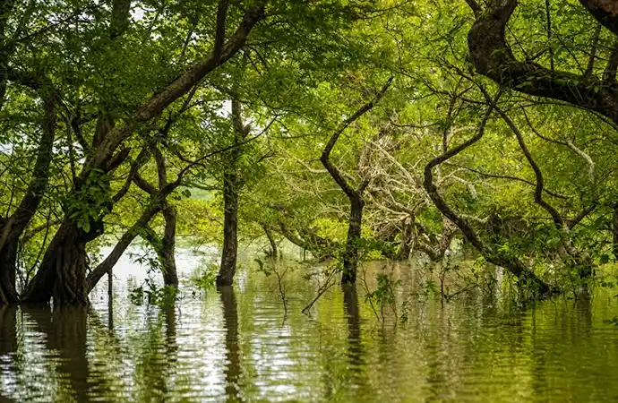 Boats among flooded trees at Ratargul Swamp Forest, Sylhet